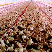 Finland proposes EU broiler stocking density level