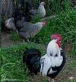 Australian poultry prices expected to rise
