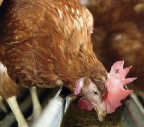 Saving costs with alternative ingredients