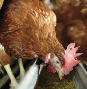 Saving costs with alternative ingredients