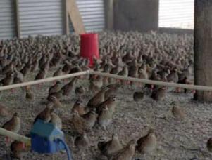 Quail meat – an undiscovered alternative