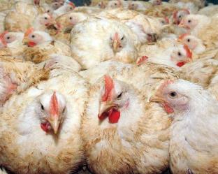 Pre-slaughter preparation of broilers – Gaining every gramme of meat