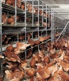 Keeping poultry in the future