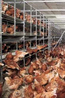 Keeping poultry in the future