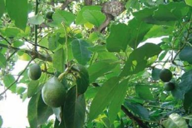 Herbal trees used as antibiotics for broilers