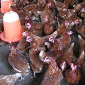 New bird flu strain takes hold