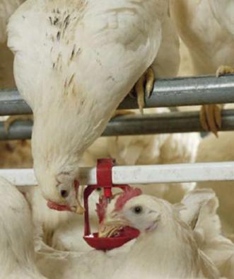 Good water quality is the basis for good bird performance