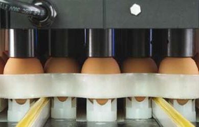 In ovo vaccination against coccidiosis