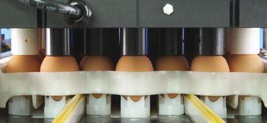 In ovo vaccination against coccidiosis
