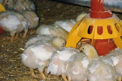 Salting the birds before slaughtering