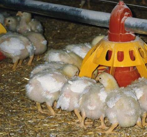 Salting the birds before slaughtering