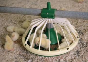 Mycotoxins – Part 1: Today’s global threat to poultry