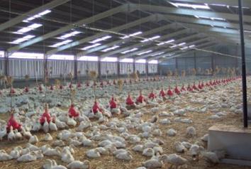 The essence of mineral nutrition for ducks