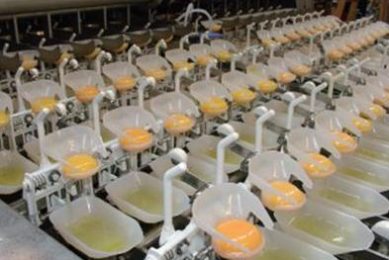 Taking eggs further – Part 2: Maximum yield through proper processing