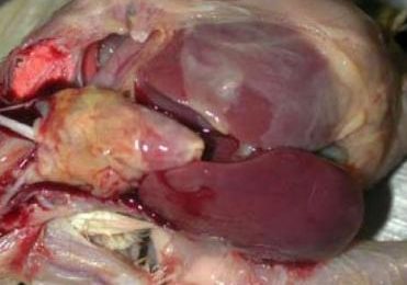Reducing pathogenic E. coli infection by vaccination