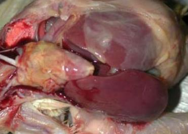 Reducing pathogenic E. coli infection by vaccination