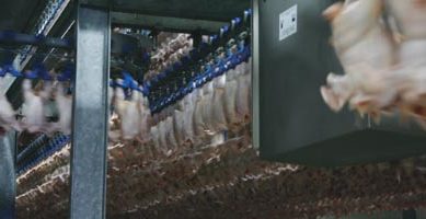 EU’s chicken integration champions in Romania