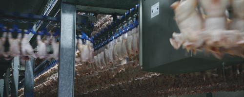 EU’s chicken integration champions in Romania