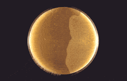 Target release concepts in poultry feed