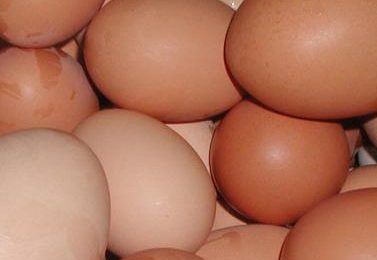 Brazil aims to increase egg exports