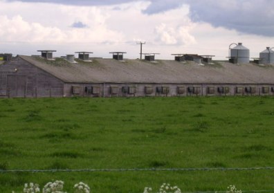 UK farm incomes remain resilient