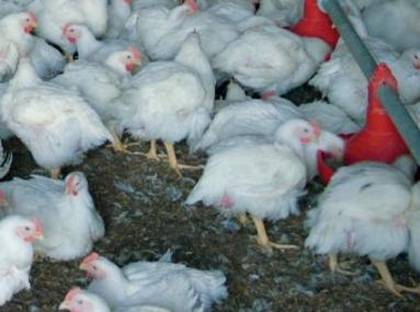 Healthy liver, healthy birds