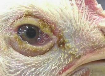 Infectious Laryngotracheitis (ILT) targets broilers