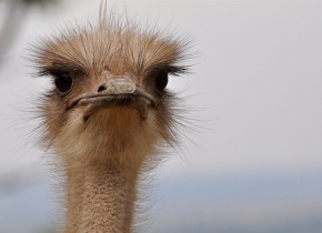 Heat claims 250 ostriches in S. Africa