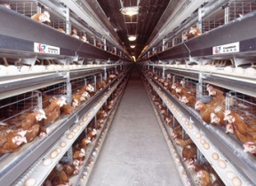 Poland calls on delaying cage ban to 2017