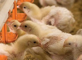 USDA projects growth for livestock industry until 2019