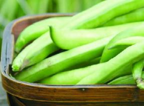 Nutritional value of faba beans for broilers