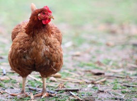 Plans to provide spent hen renewable energy solution