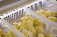 HatchTech introduces HatchBrood at VIV Europe