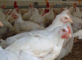 Antibiotic use discussed in Washington, DC