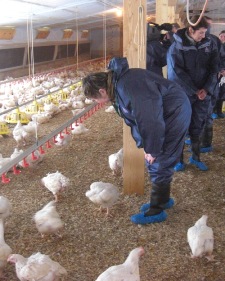 Pig & Poultry Fair get in the minds of UK shoppers