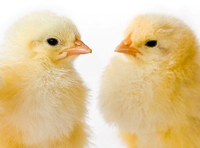 New Bill: Prevention of Farm Animal Cruelty