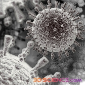 China’s bird flu experts deny new strain exists