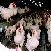 Political heavyweights talk bird flu