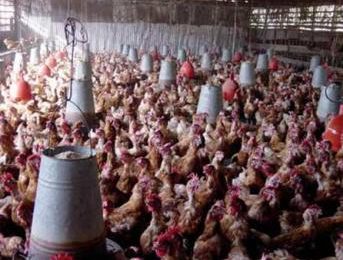 Managing heat stress – Part 1 – Layers respond to hot climatic conditions