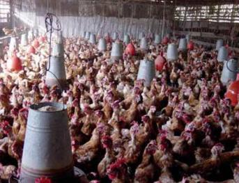 Managing heat stress – Part 1 – Layers respond to hot climatic conditions