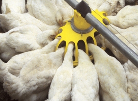 AVMA briefs congress on importance of antibiotics