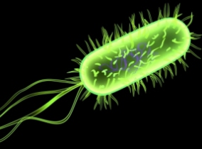 Edible film kills pathogens for meat packaging
