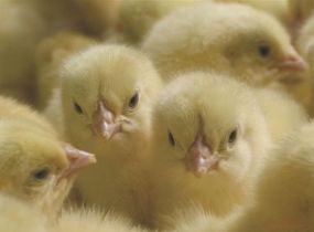 HatchTech to construct world’s largest hatchery