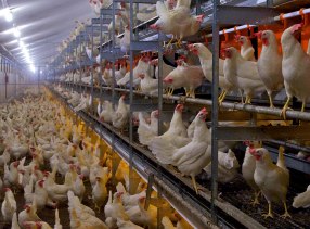 Big Dutchman: 25 mln bird places in Natura aviaries