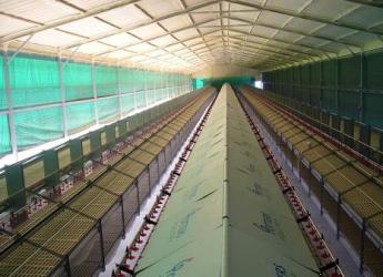 Potters Poultry installs first aviary for Israel