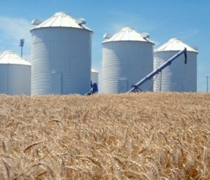 Mycotoxins Part 2 – Current thoughts on global mycotoxicoses