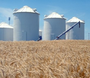 Mycotoxins Part 2 – Current thoughts on global mycotoxicoses