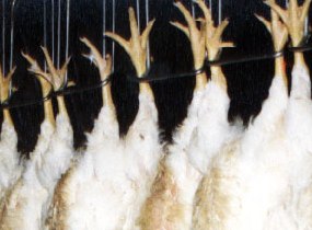 Salmonella, Campylobacter often detected during slaughter