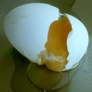 Research finds clues into egg breakages