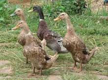 Duck Assurance Scheme to be launched in UK